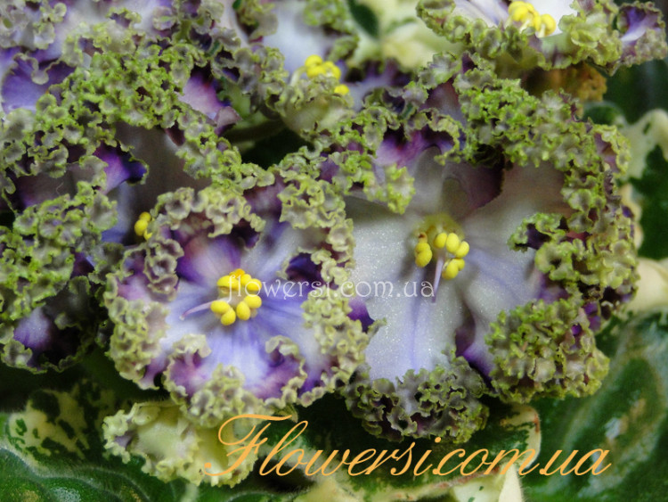 Фіалки Наталії Козак (НК)