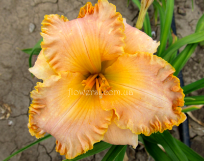 Лілійник Spacecoast (Fancy Dancer)