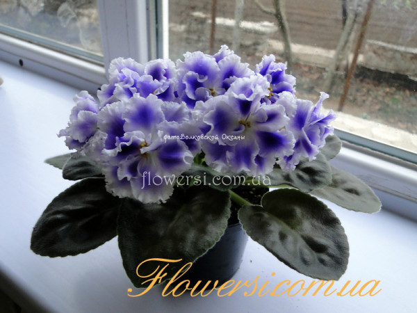 Фиалка ЕК-Снежные Карпаты