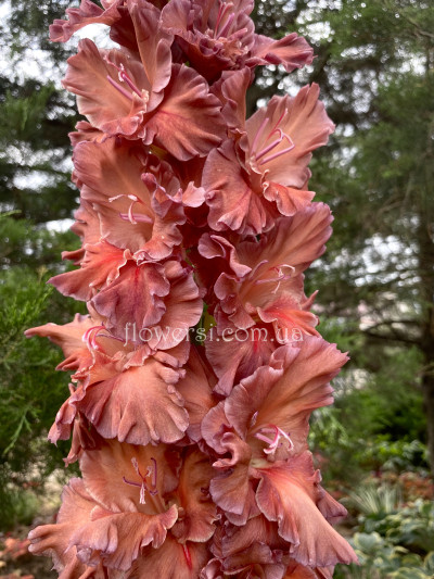 Гладiолус Горячiй Шоколад 