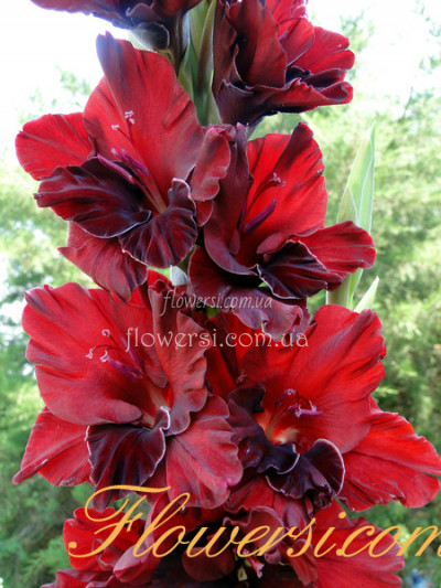 Гладiолус Талiсман 