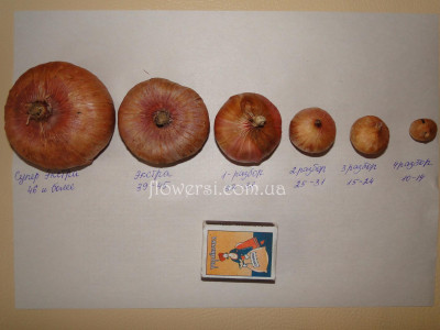 Класифікація гладіолусів з розборів: