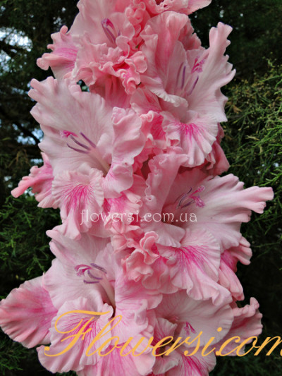 Гладiолус Катерiна 