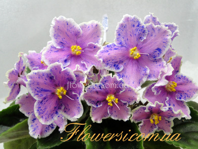 Фиалка Rebel’s Splatter Kake (Bann)