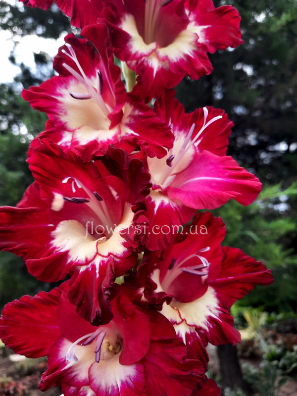 Гладiолус Пленітельний свет 