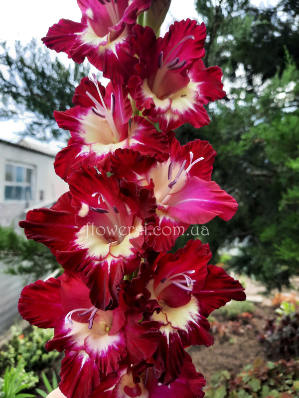 Гладiолус Пленительный свет (Пленітельний свет) А.Баранов