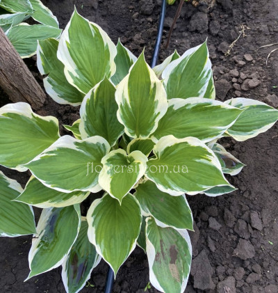 Хоста Patriot (Патриот)