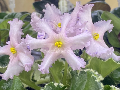 Фіалка КО-Франжипани