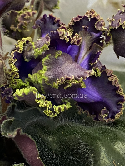 Фіалка СМ-Дым над Водой