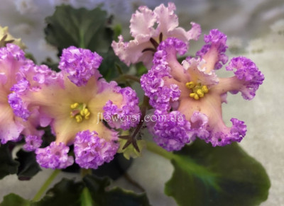 Фіалка РМ-Оранжевое Лето