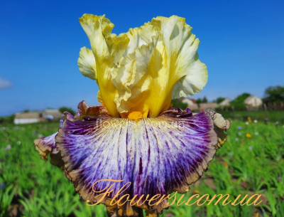 Ирис  Cosmic melody (Космик мелоди)