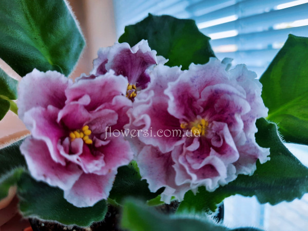 Фиалка ВаТ-Чаровница 