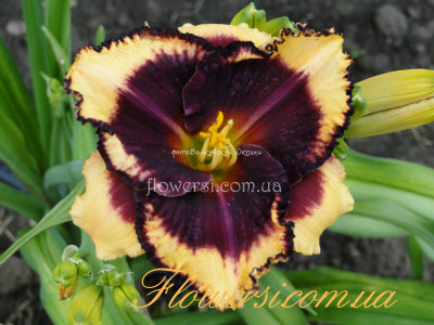 Лилейник Ledgewood’s Jumpstart