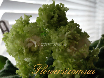 Фиалка ВаТ-Найди Кота 