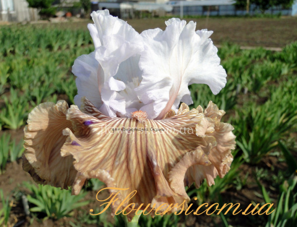 Ирис  Танго Амиго (Tango Amigo)