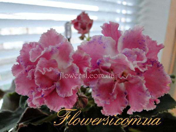  Фиалка НД-Первоклашка (Н. Данилова-Суворова)