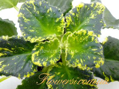 Фиалка AVS-Игорь Тальков (А. Сергеева)