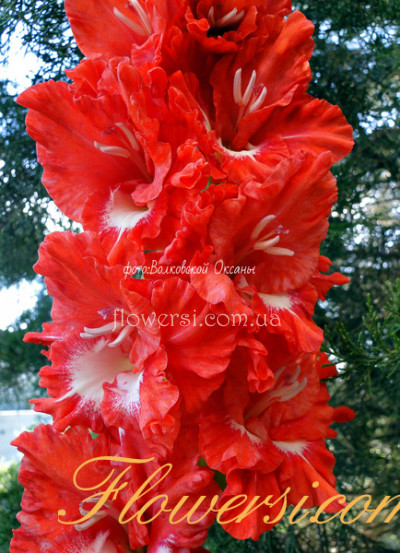 Гладiолус  Палаючий Захід 