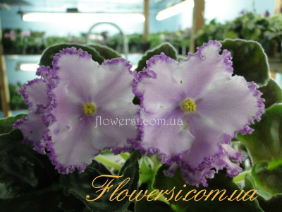 Фиалка ЛЕ-Танцор Диско