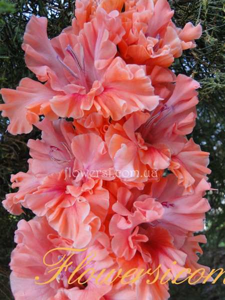 ГладIолус Цветок Жизни 