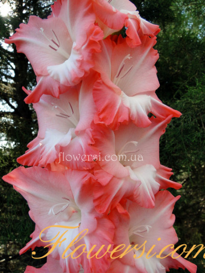 Гладiолус Анна Леора
