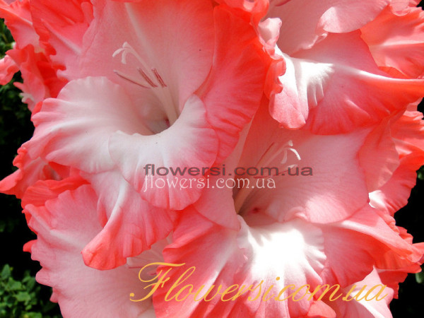 Гладiолус Анна Леора