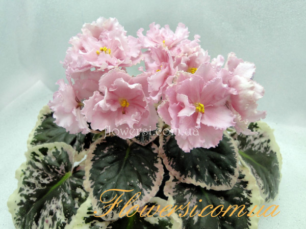 Фиалка Rebel's Two Cents (Bann)