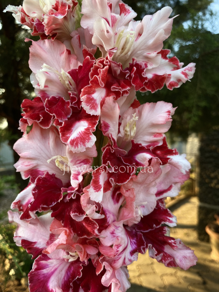 ГладIолус Царская Награда 