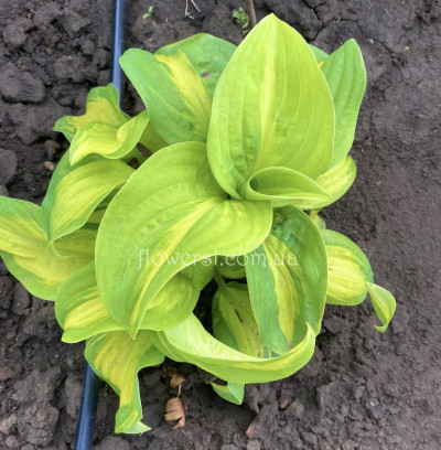 Хоста Emerald Charger (Эмеральд Чарджер)