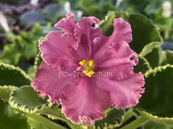 Фіалка ВаТ-Пряный Шафран