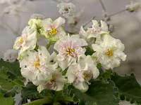 Фіалка ЕК-Шедевр Кондитера