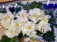 Фіалка ЕК-Шедевр Кондитера