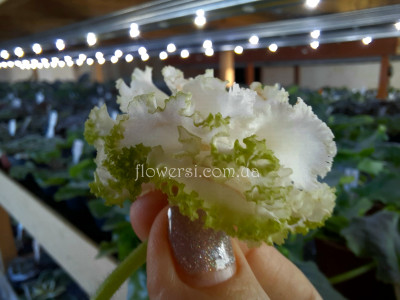 Фиалка ЕК-Изумрудные Розы