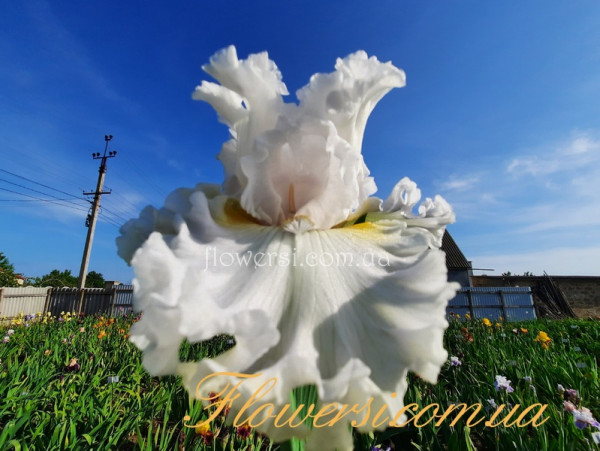  ирис Уинтэрз Смайл -'Winter's Smile'