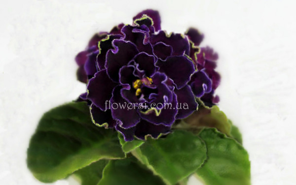 Фиалка АВ-Чернильное Сердце 