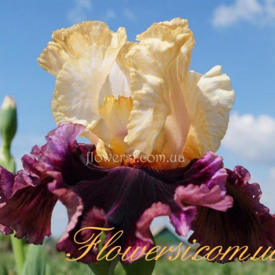 Ирис Разбэри Суёл (Rasrberry Swirl)  