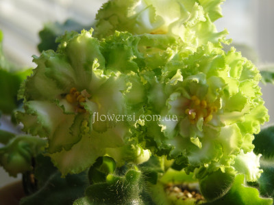 Фиалка ЕК-Берендеево Царство 