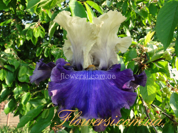 Ирис  Лормастер (Loremaster)