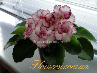 Фиалка  АВ-Сладкая Жизнь 