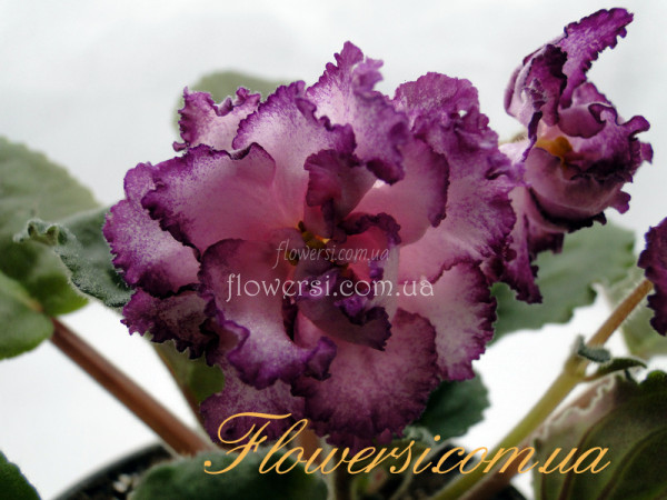  Фіалка Ален-Матильда (А.Вольская)