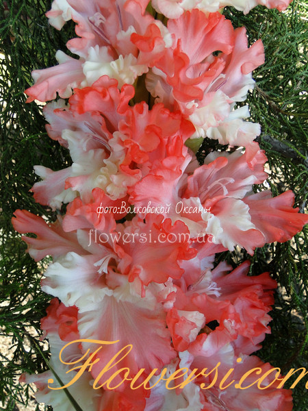 Гладiолус Божественная любовь 