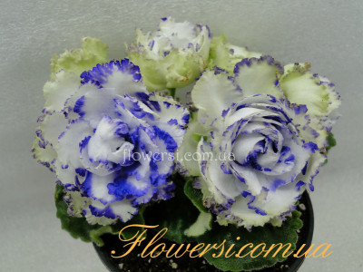  Фиалка РС-Зеленая Лагуна