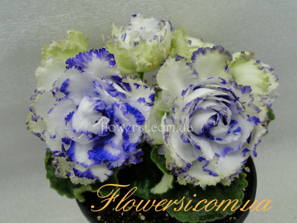  Фиалка РС-Зеленая Лагуна