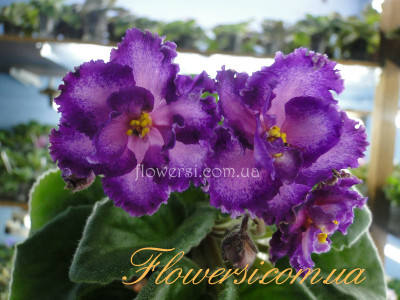 Фиалка RD's Illusion (Townsend)