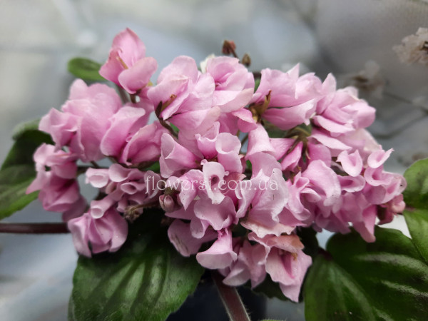 Фиалка DS-Глициния