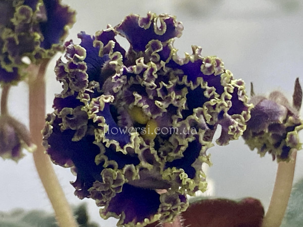 Фиалка РС-Атолл