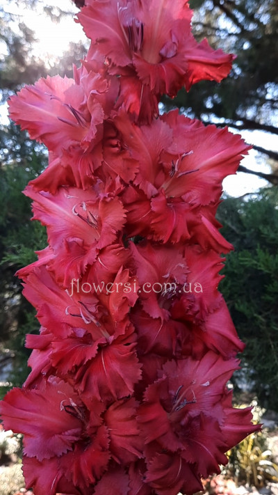 Гладiолус Чудесное віденіе