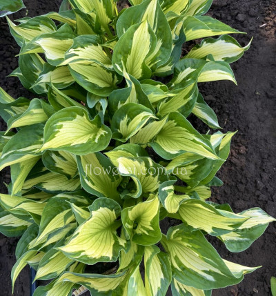 Хоста "Вирлвинд" (Whirlwind)
