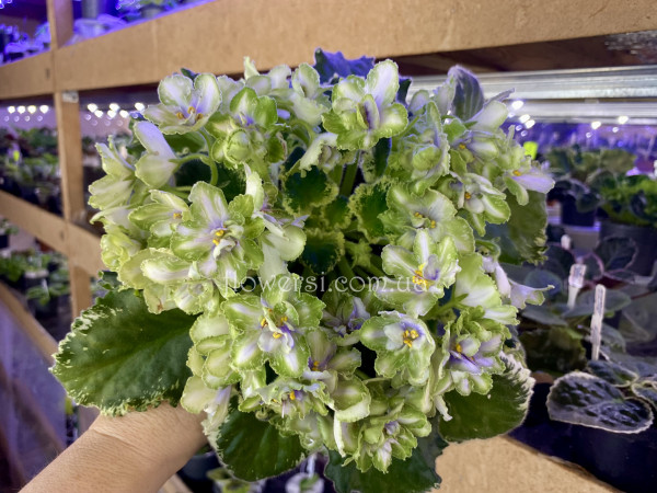 Фіалка Ф-Чистый Изумруд