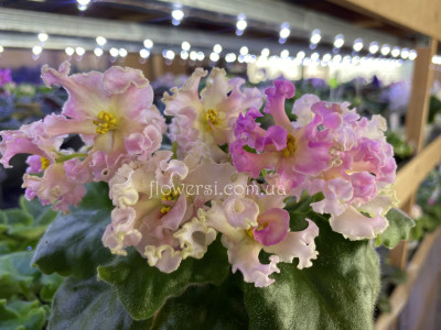 Фіалка АВ-Златые Горы